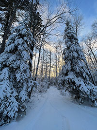 Image of the forest during winter